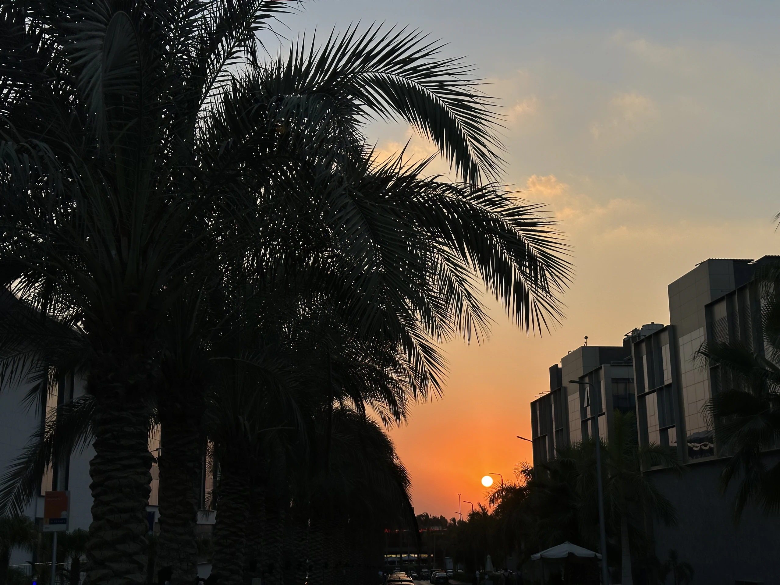 Palm trees at sunset